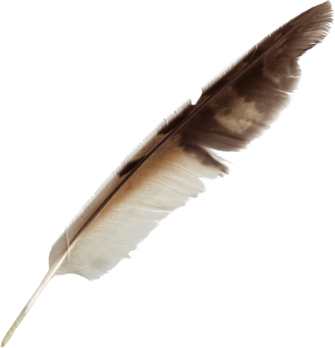 a brown and white feather on a white background