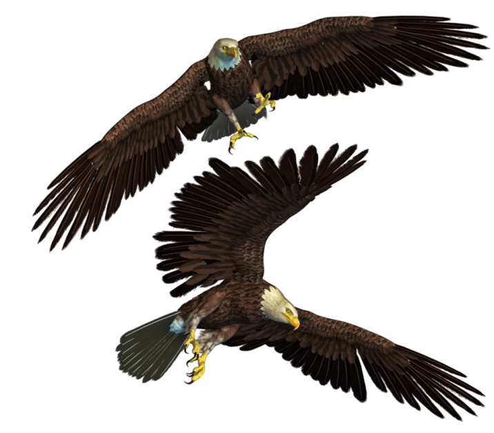 two eagles flying side by side