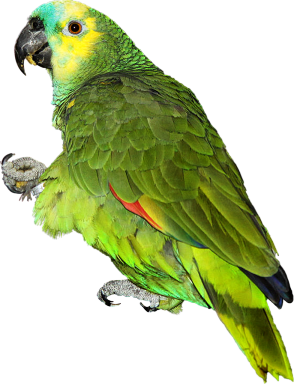 a green parrot sitting on top of a tree branch