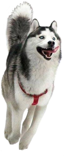 a husky dog running on a white background