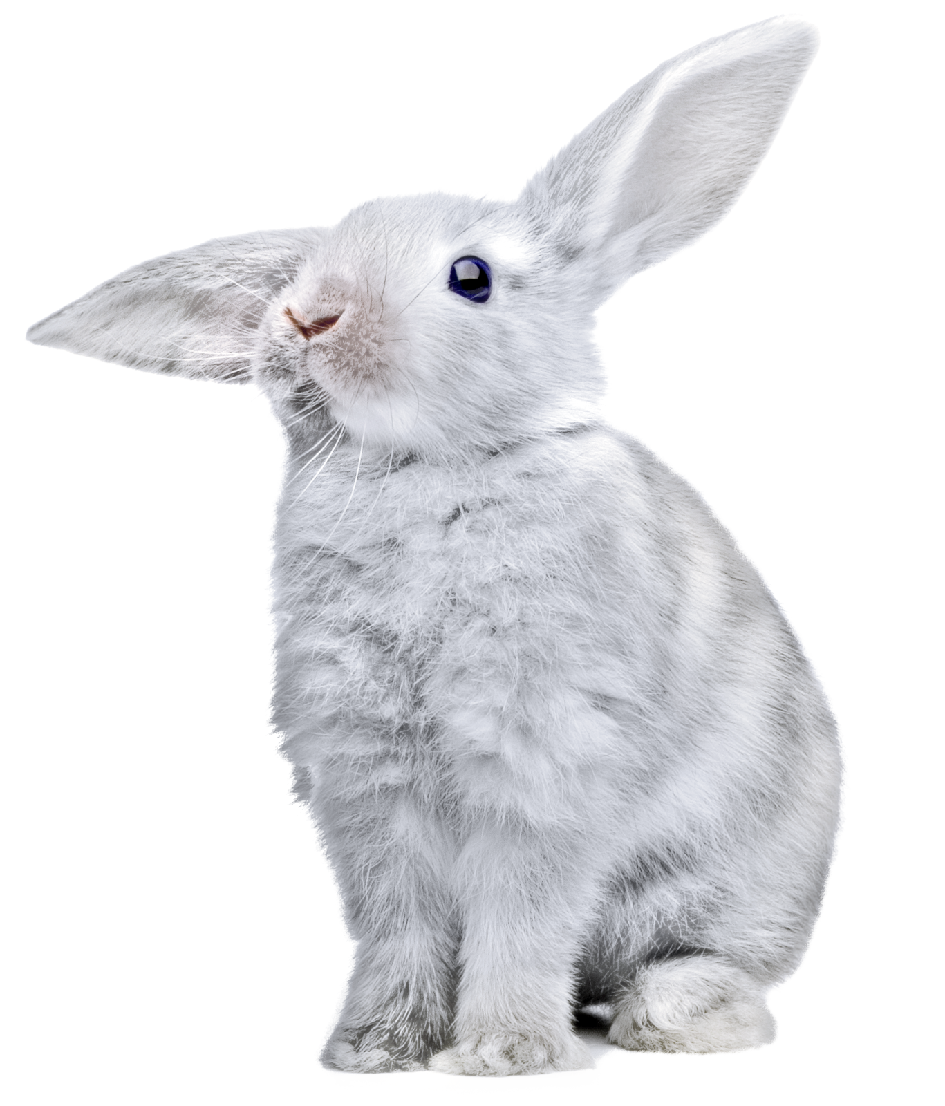 a white rabbit with blue eyes sitting down
