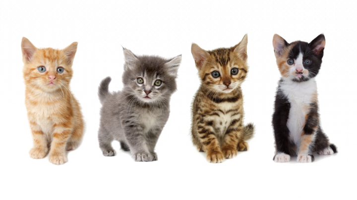 a group of kittens sitting in a row