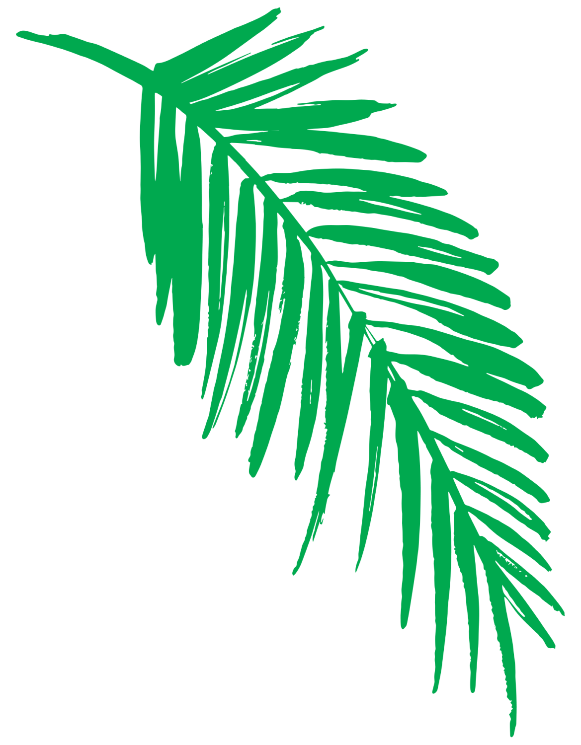 a green palm leaf