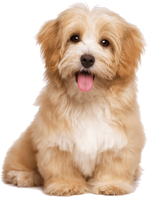 a small brown and white dog with its tongue out