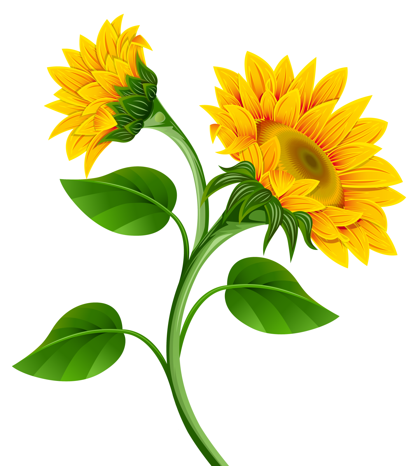 two yellow sunflowers with green leaves
