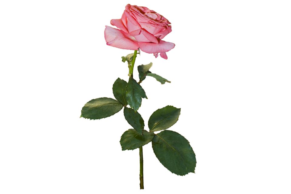 a single pink rose on a white background
