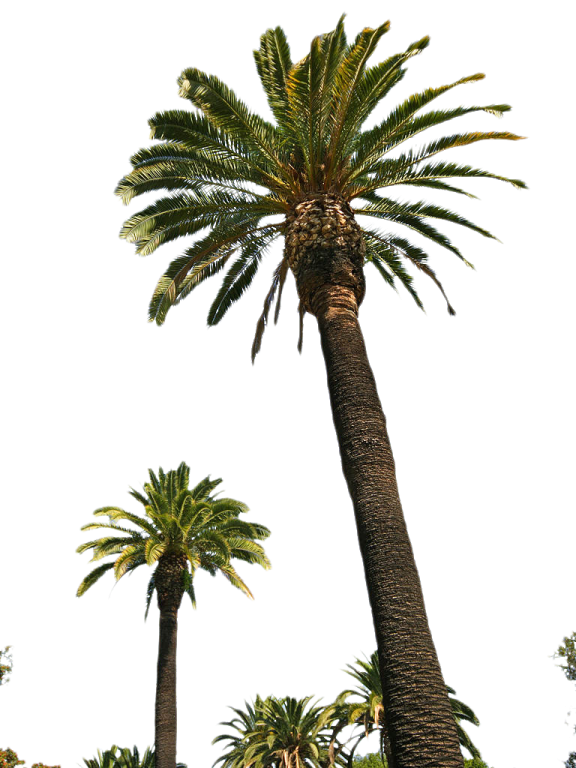 palm trees against a white sky