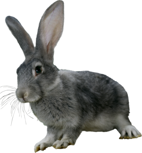 a gray rabbit on a white background