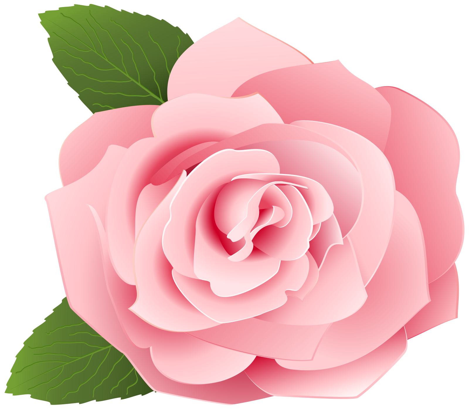 a pink rose with green leaves