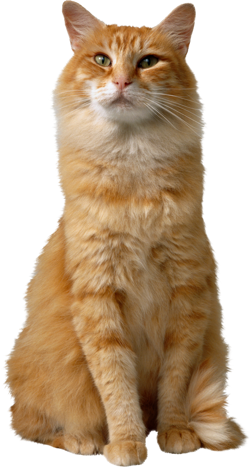 an orange cat sitting on a white background