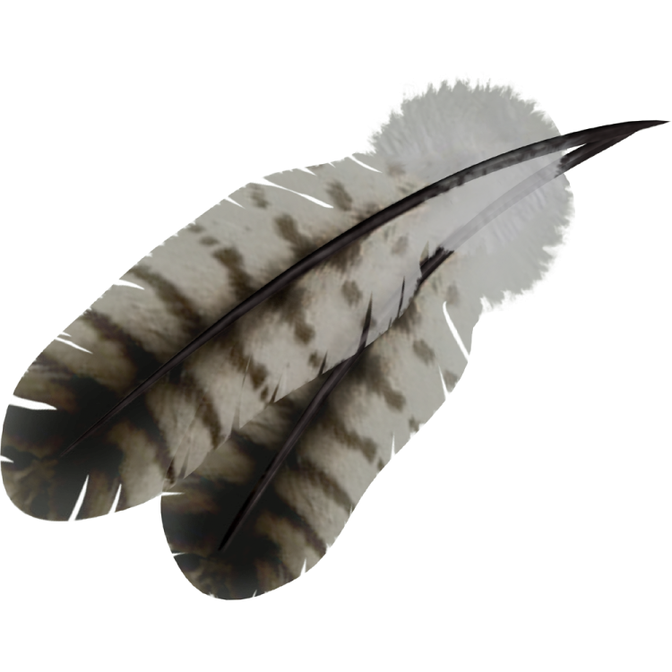 a black and white feather