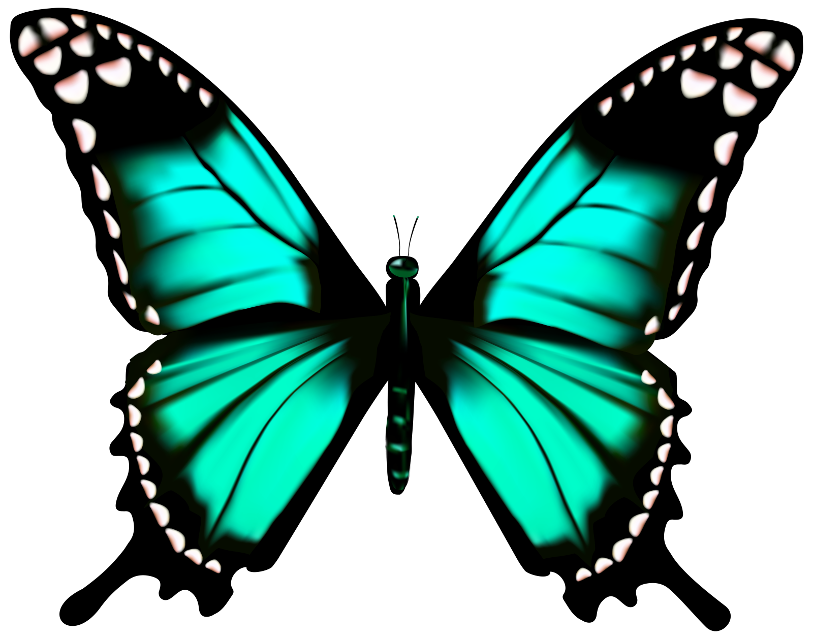 a green butterfly on white background