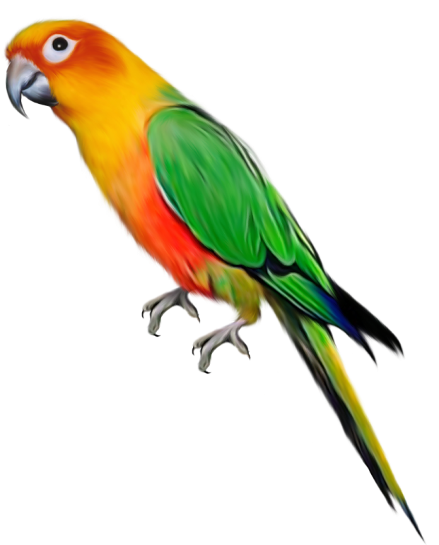 a colorful bird on a white background