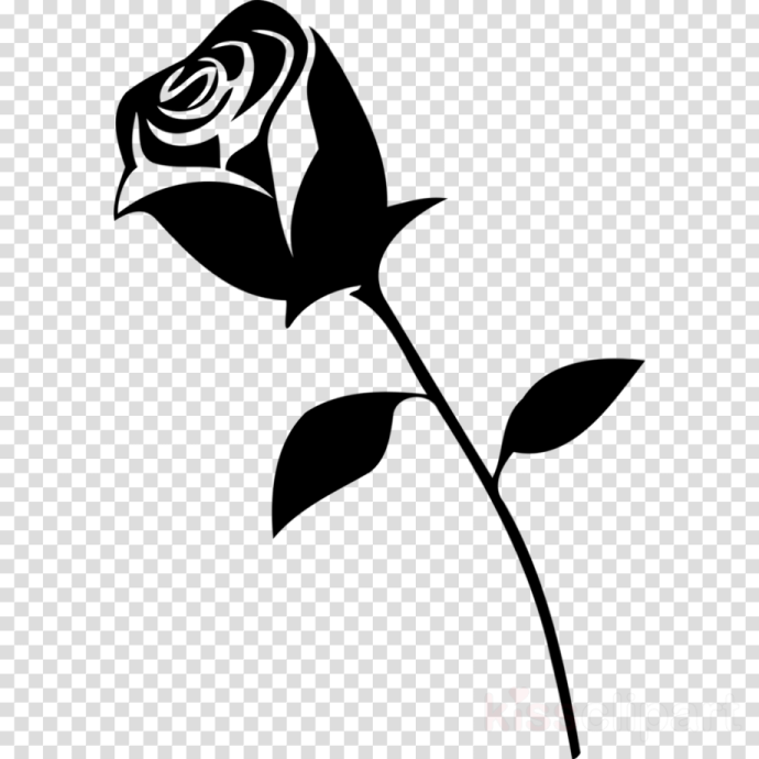 a black rose on a transparent background