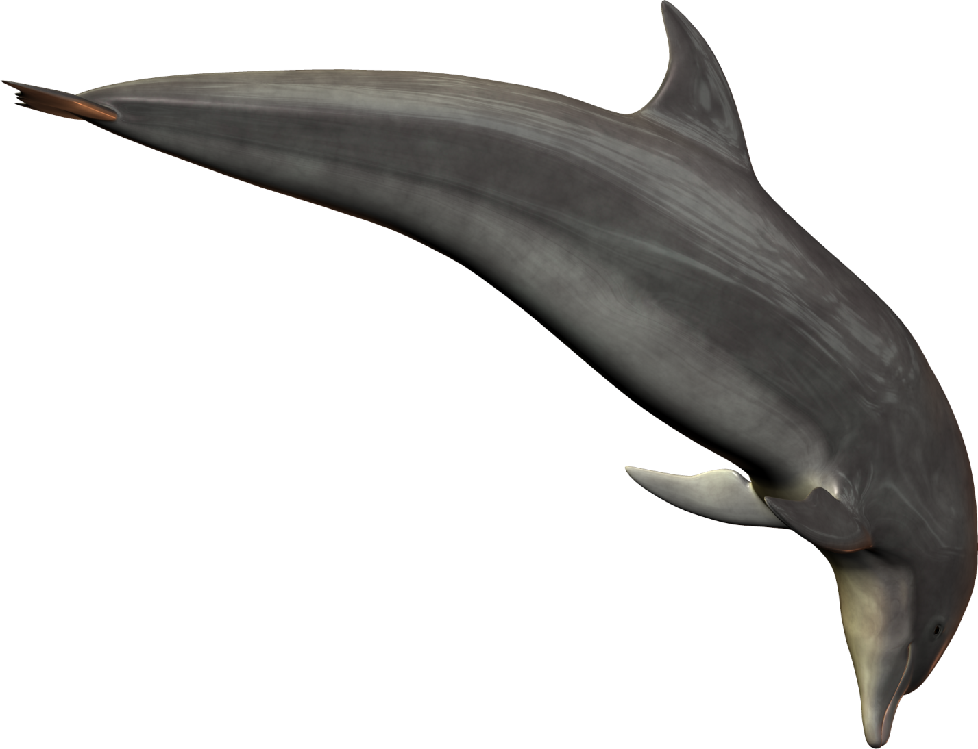 a dolphin jumping in the air with its mouth open