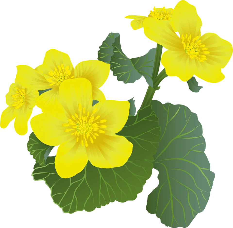 a yellow flower with green leaves