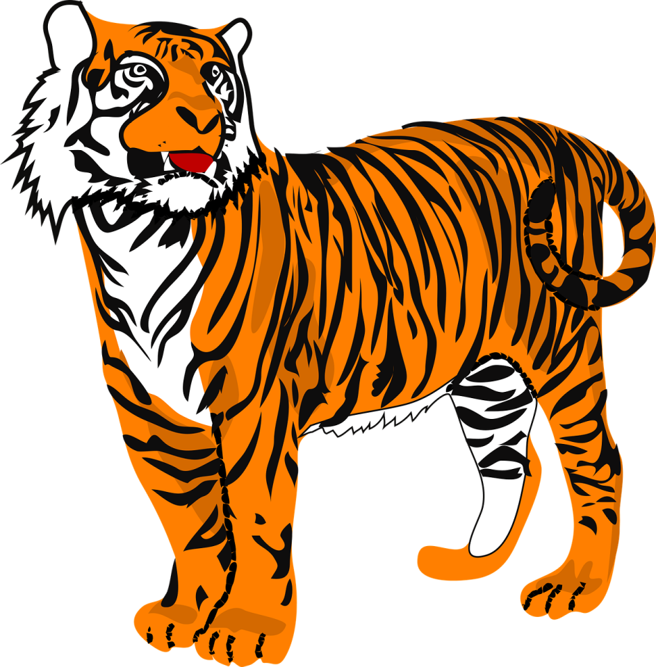 a tiger standing in front of a white background