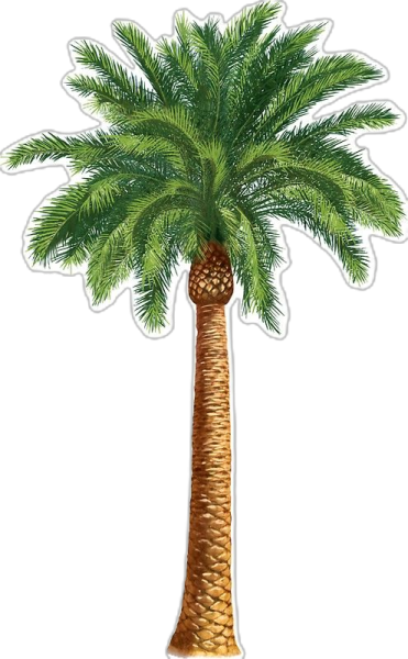 a palm tree sticker on a white background