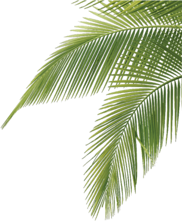 a green palm leaf