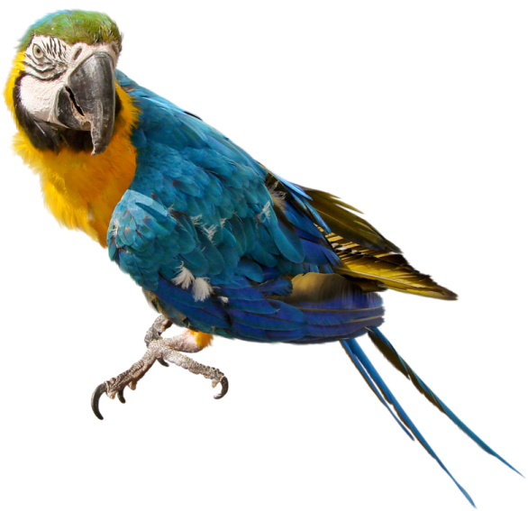 a blue and yellow parrot perched on a white background