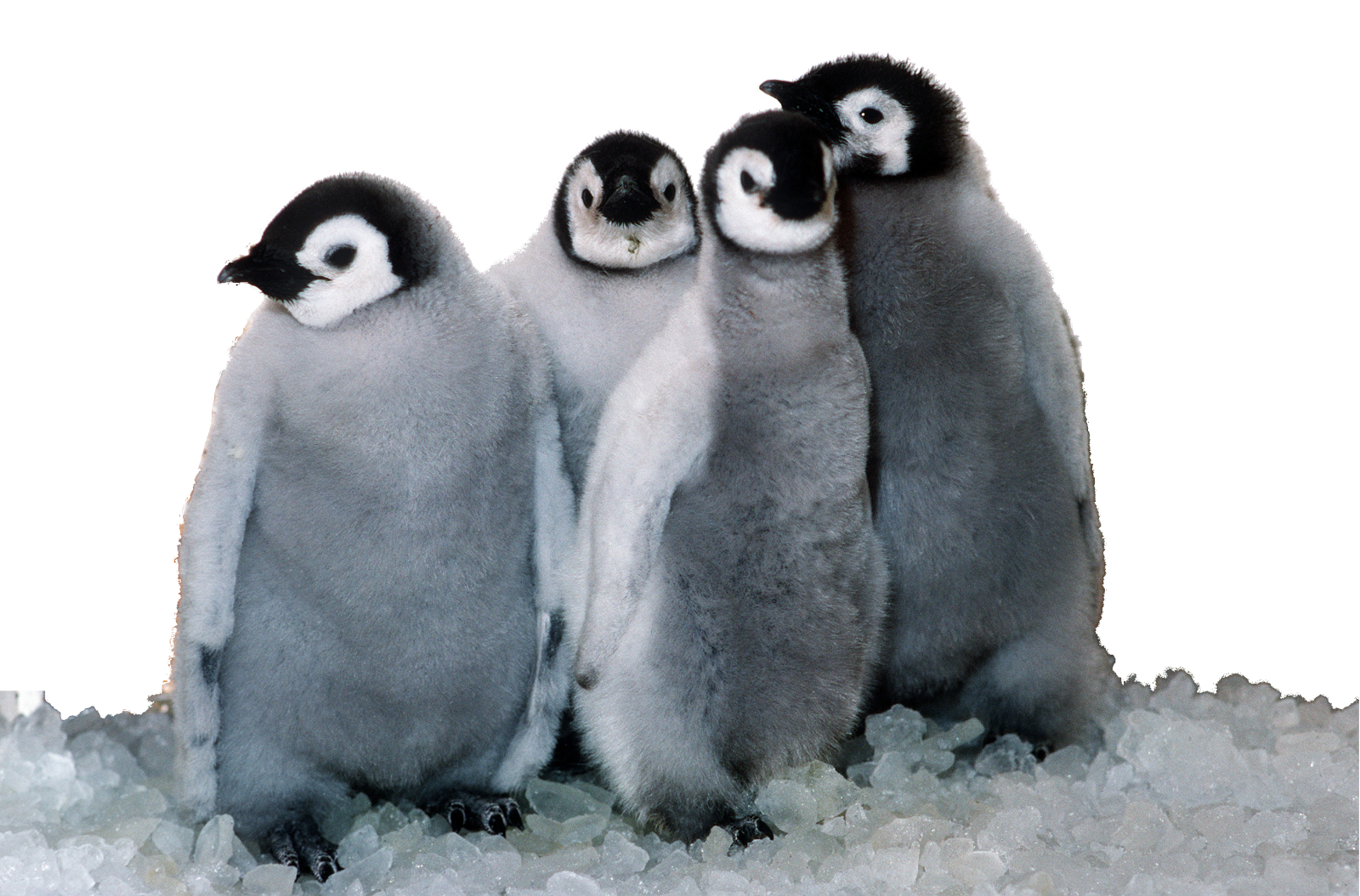 a couple of penguins standing next to each other