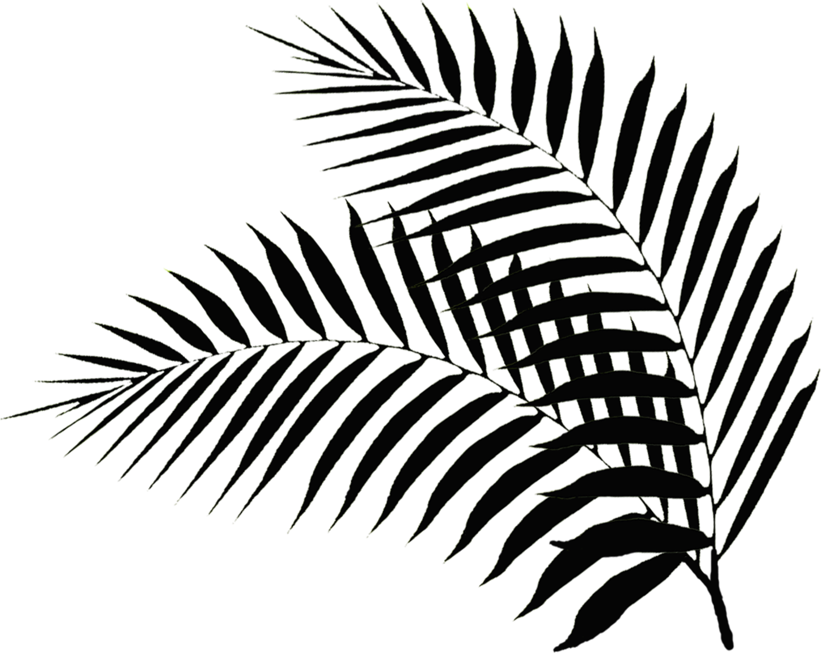 a black and white silhouette of palm leaves