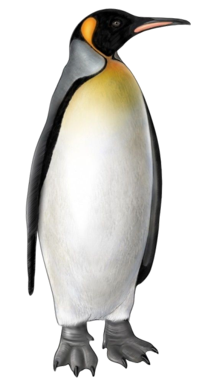 an illustration of a penguin