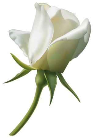 a white rose flower with green leaves