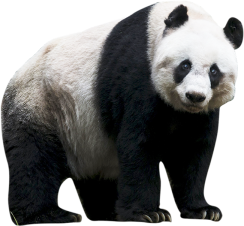 a black and white panda bear