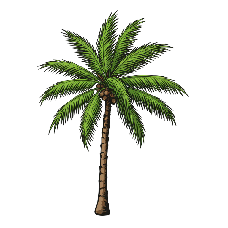 a palm tree on a white background