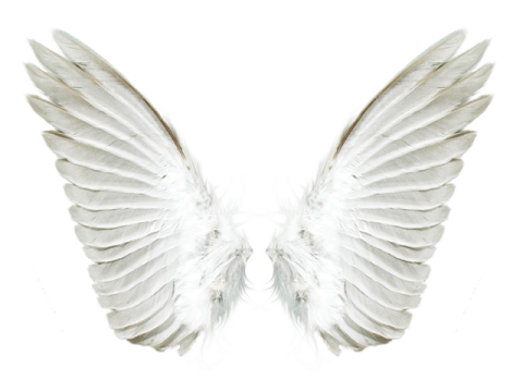 a pair of white wings on a white background