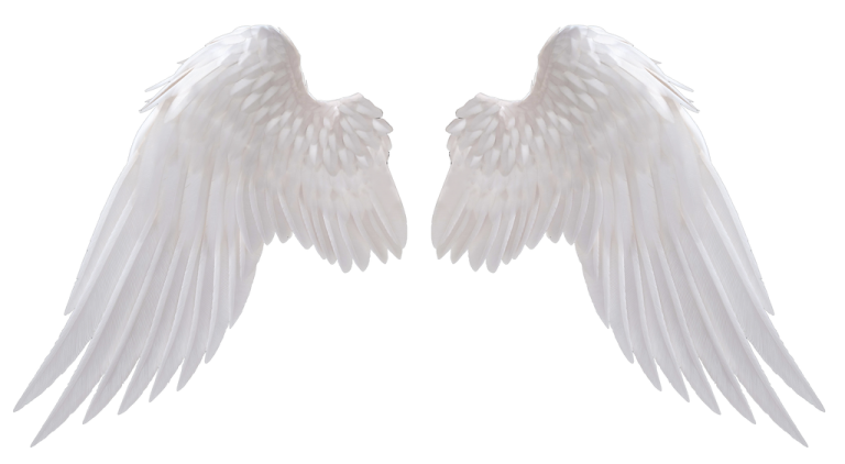 two white wings on a white background