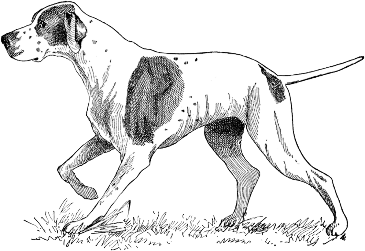 a black and white dog walking in the grass