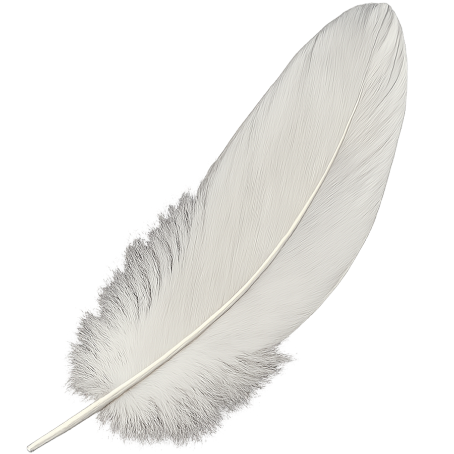 a feather on a white background