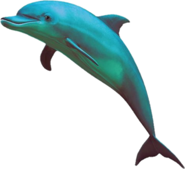 a dolphin jumping out of the water