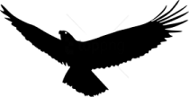 a black bird silhouetted against a white background