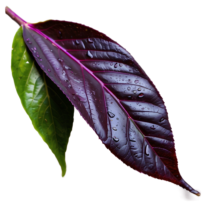 a leaf with water droplets on it