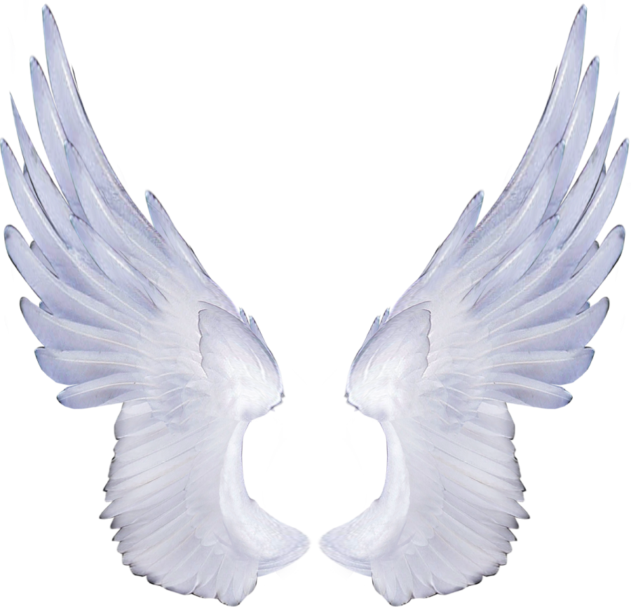 a pair of white wings on a white background