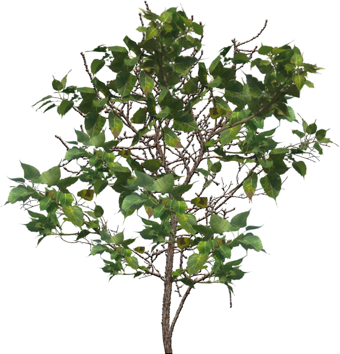 a small tree with green leaves on it