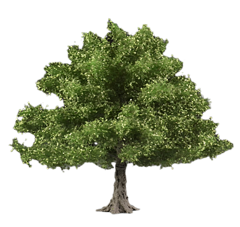 a small green tree on a white background