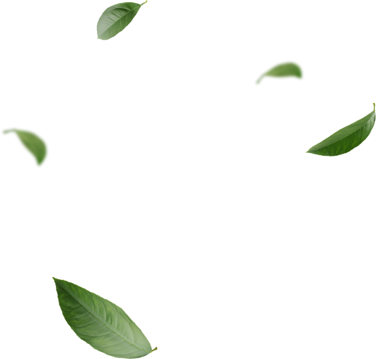 leaves flying in the air on a white background