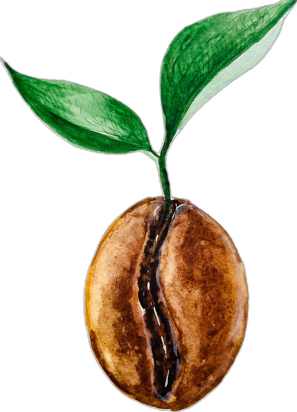a drawing of a coffee bean with a green leaf