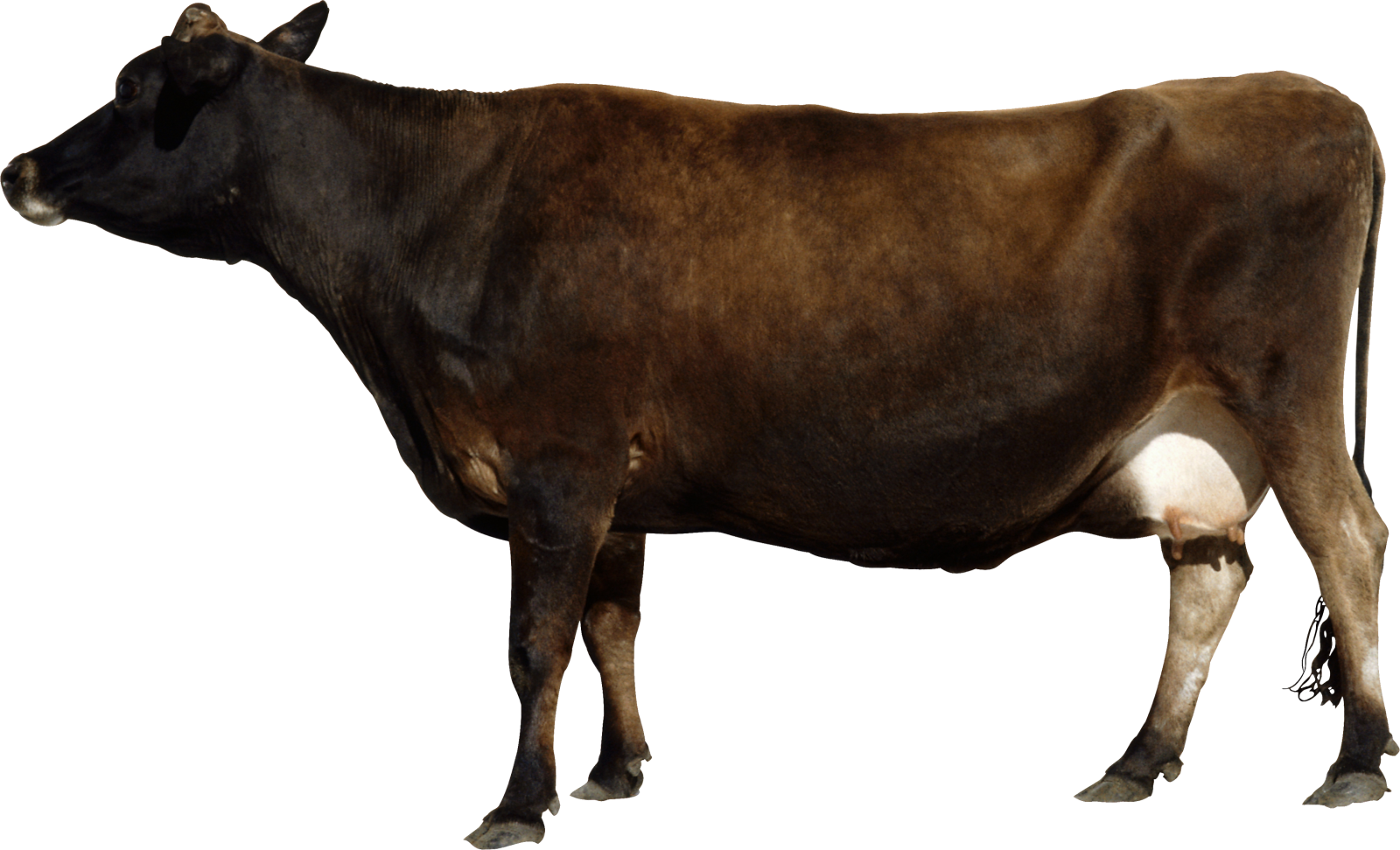 a brown cow standing in front of a white background