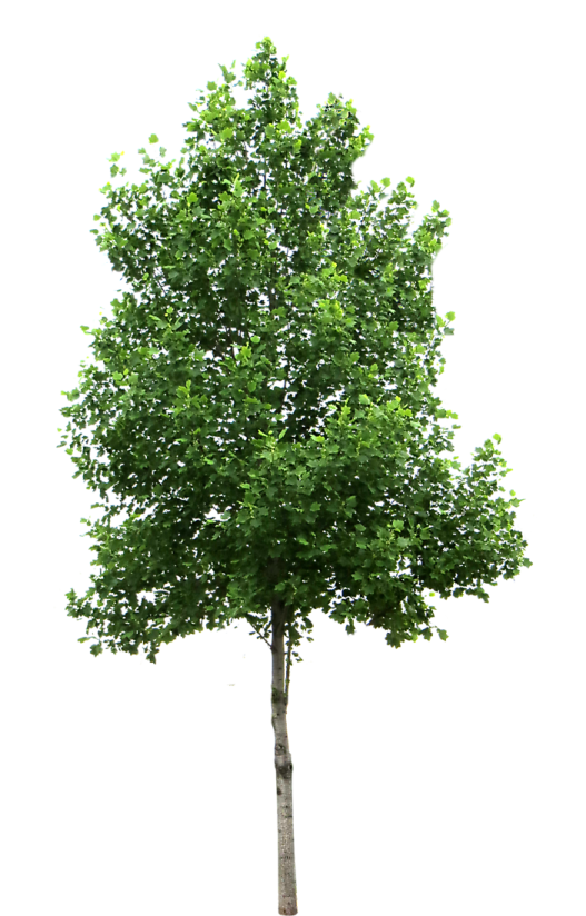 a tree on a white background