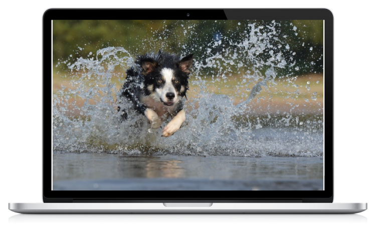 a dog running through the water on a laptop