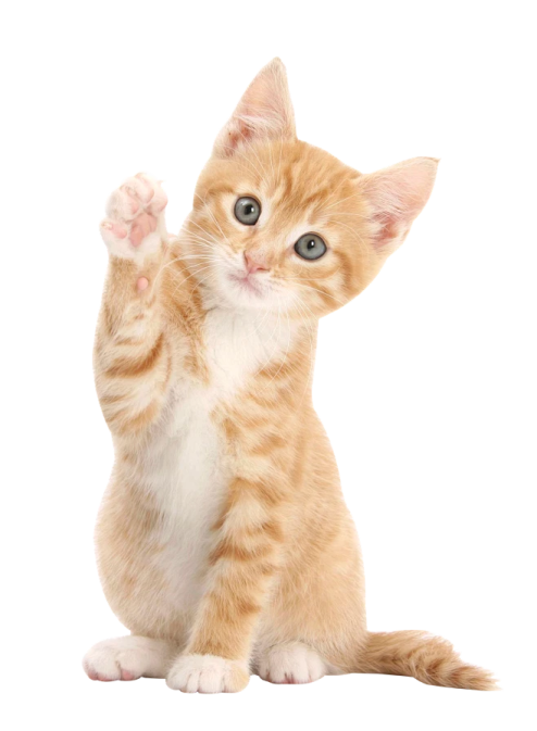 an orange and white kitten sitting on its hind