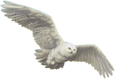 a bird flying in the sky
