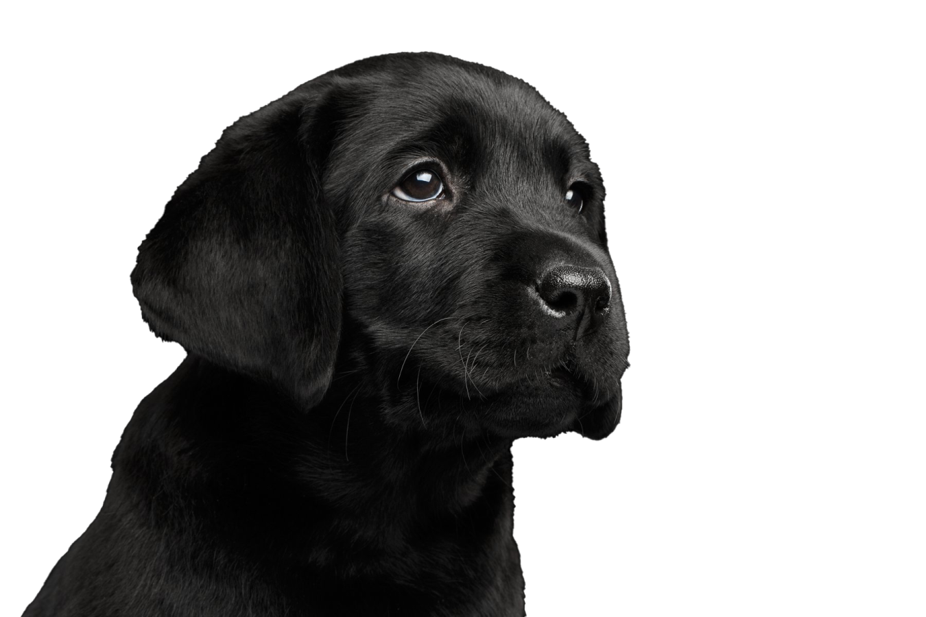 a black dog is looking up at the camera