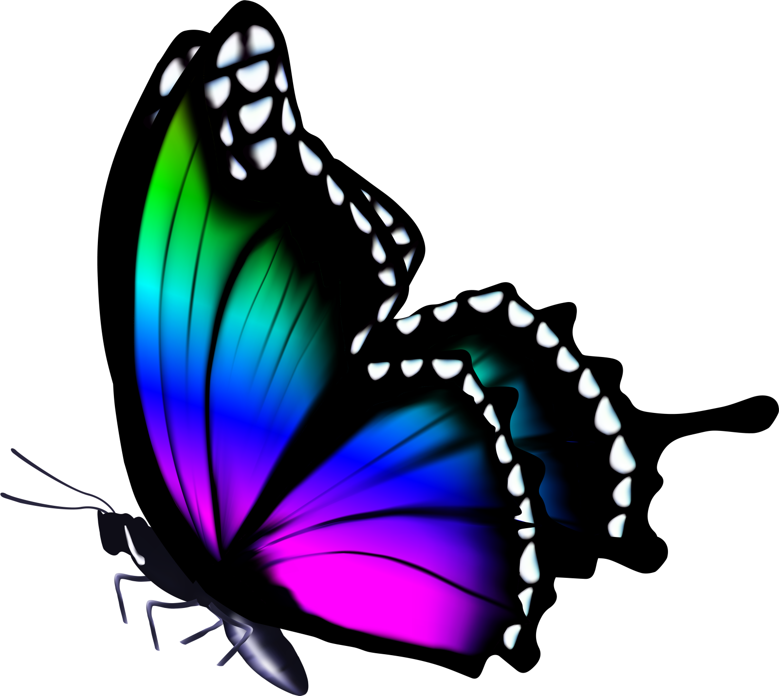 a colorful butterfly on a white background