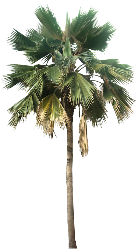 a palm tree on a white background